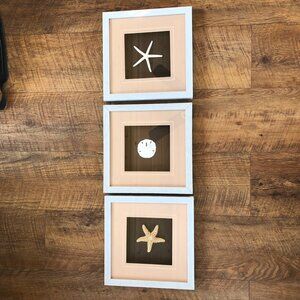 Set of three shadowbox seashell/starfish pictures from Bed Bath & Beyond